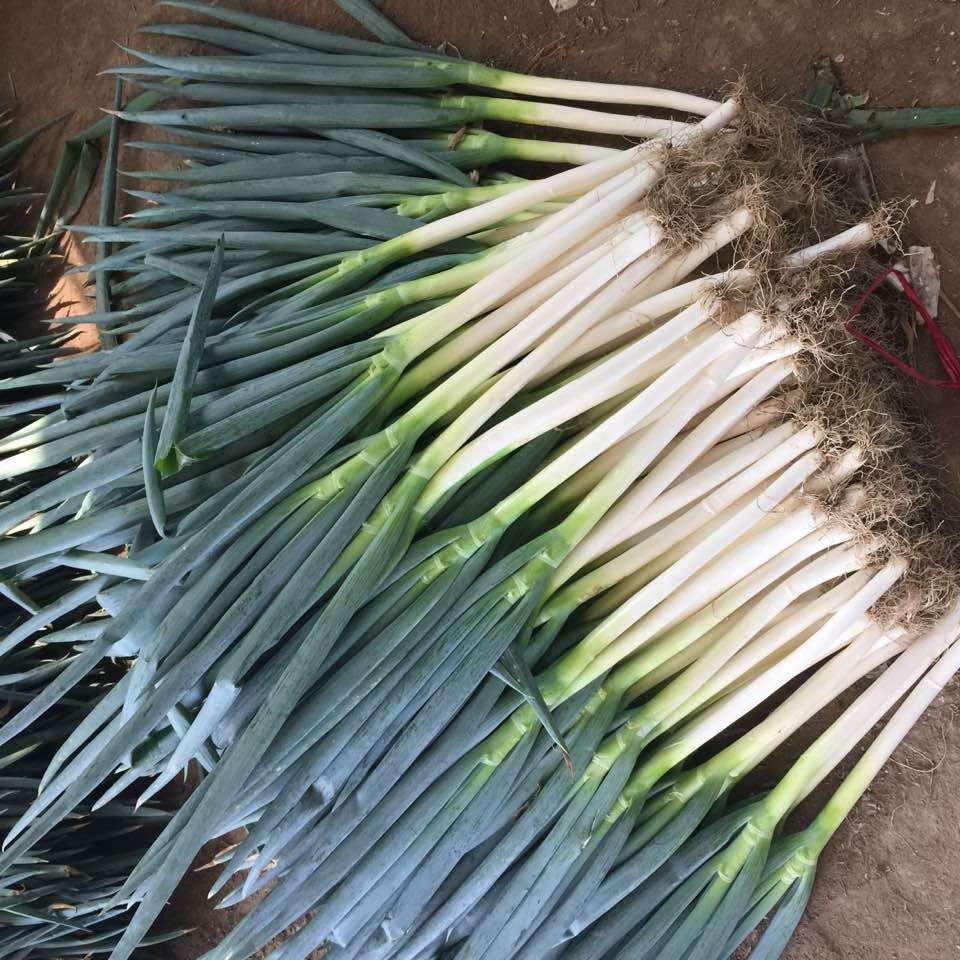 大葱的种植技术 大葱的种植技术